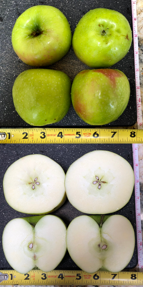 Granny Smith Apple Cross-Sections
