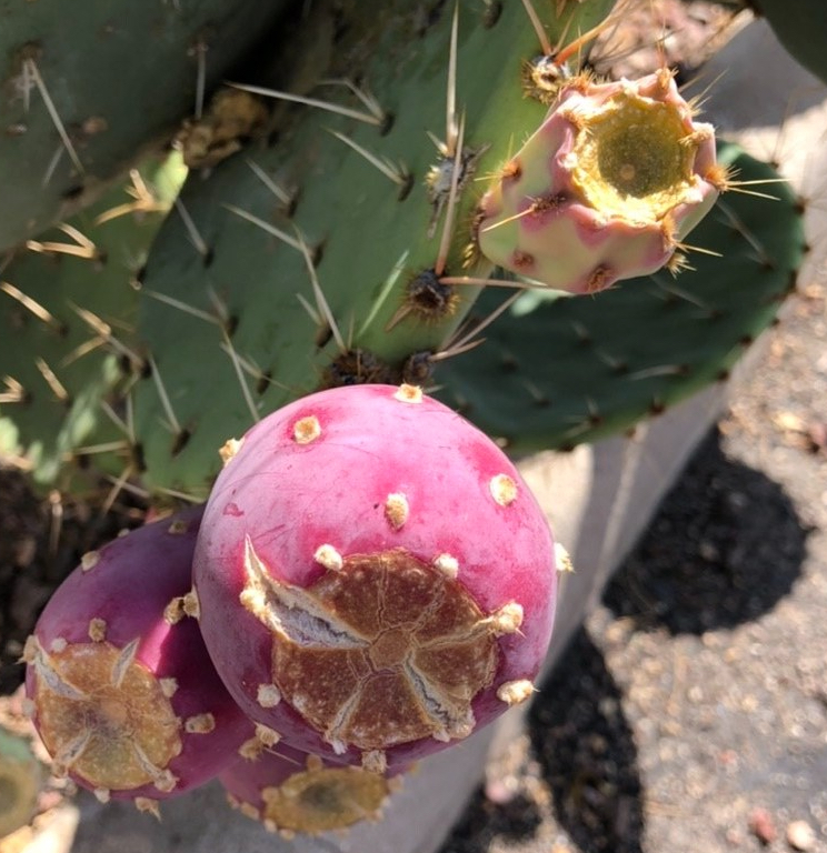 Prickly Pear Fruit: Ripeness