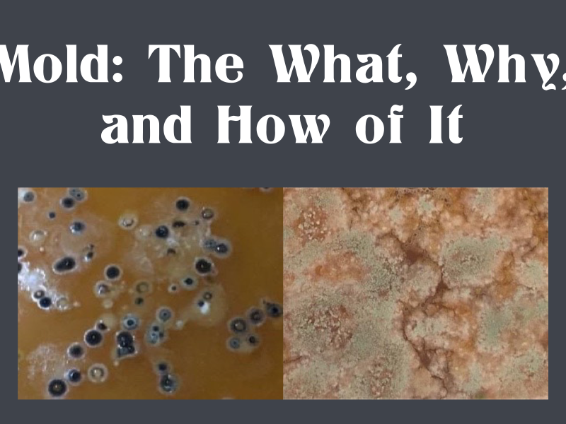 Mold: The What, Why, and How of It.