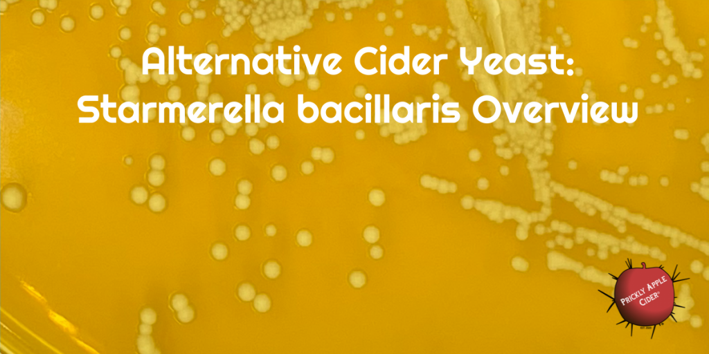 Alternative Cider Yeast: Starmerella bacillaris (Candida zemplinina) Overview