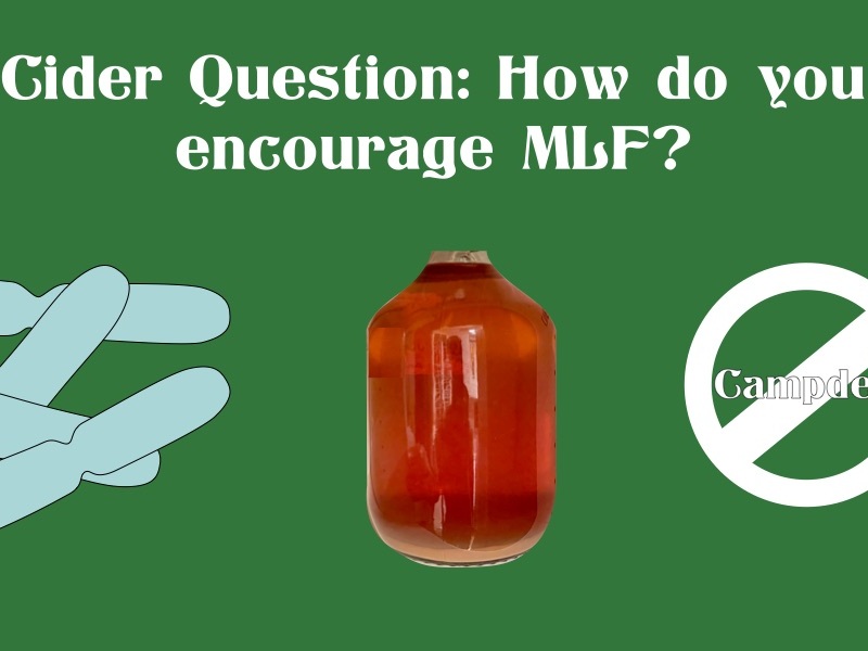 Cider Question: How can I encourage Malolactic Fermentation (MLF)?