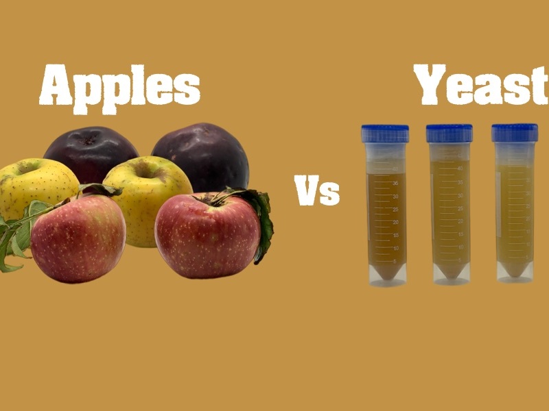 Cider Question: Apples or Yeast