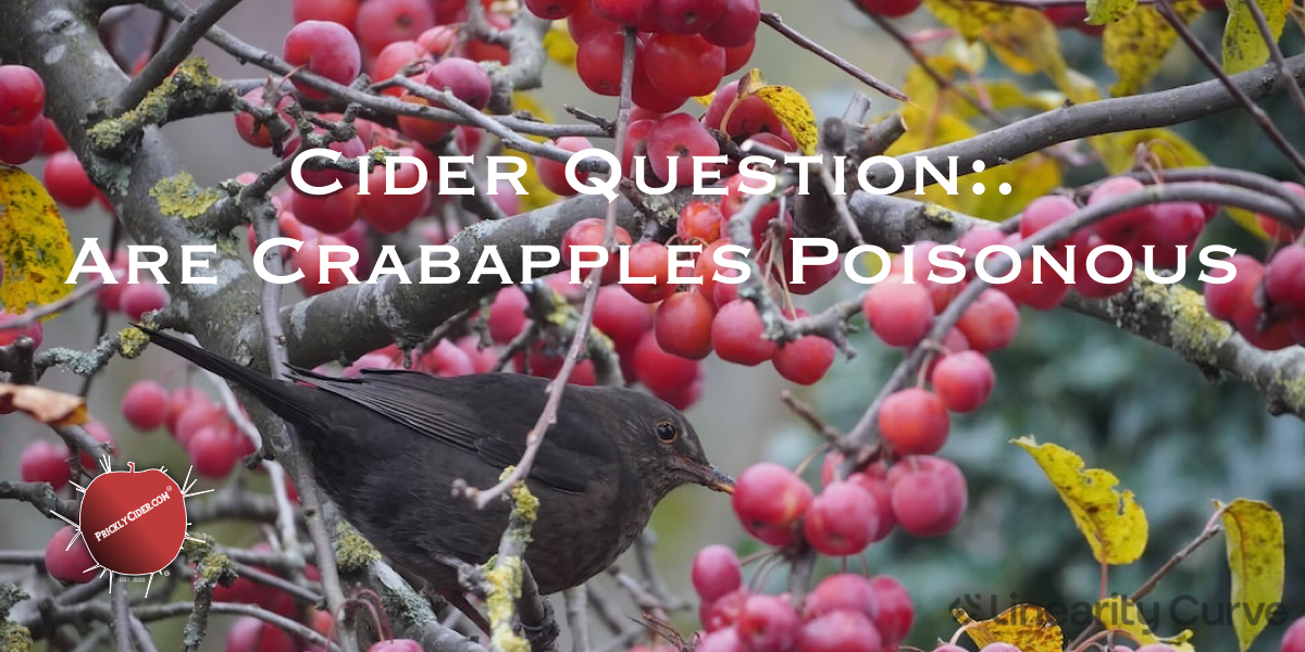 Cider Question: Are some crabapples poisonous?