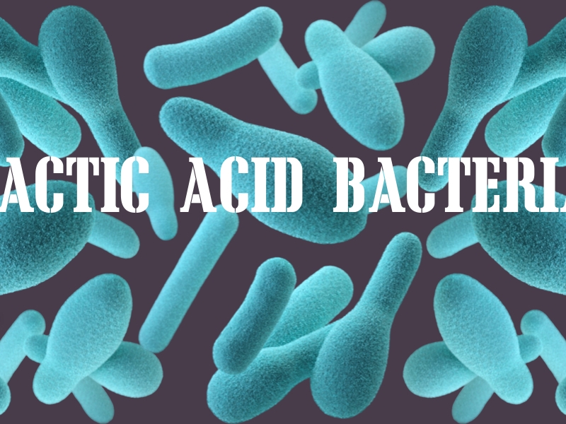 The Overview: Lactic Acid Bacteria