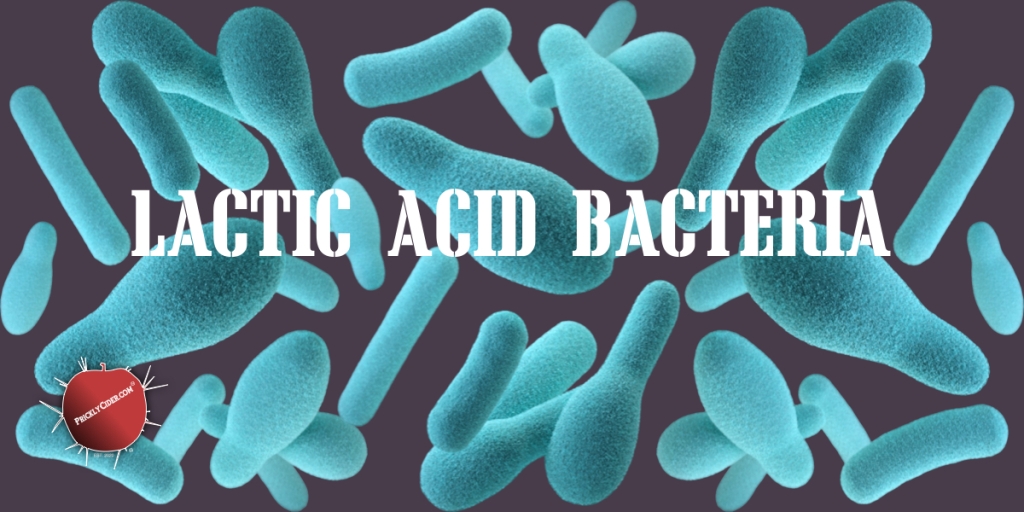 The Overview: Lactic Acid Bacteria