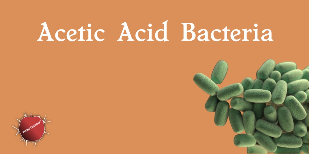 The Overview: Acetic Acid Bacteria